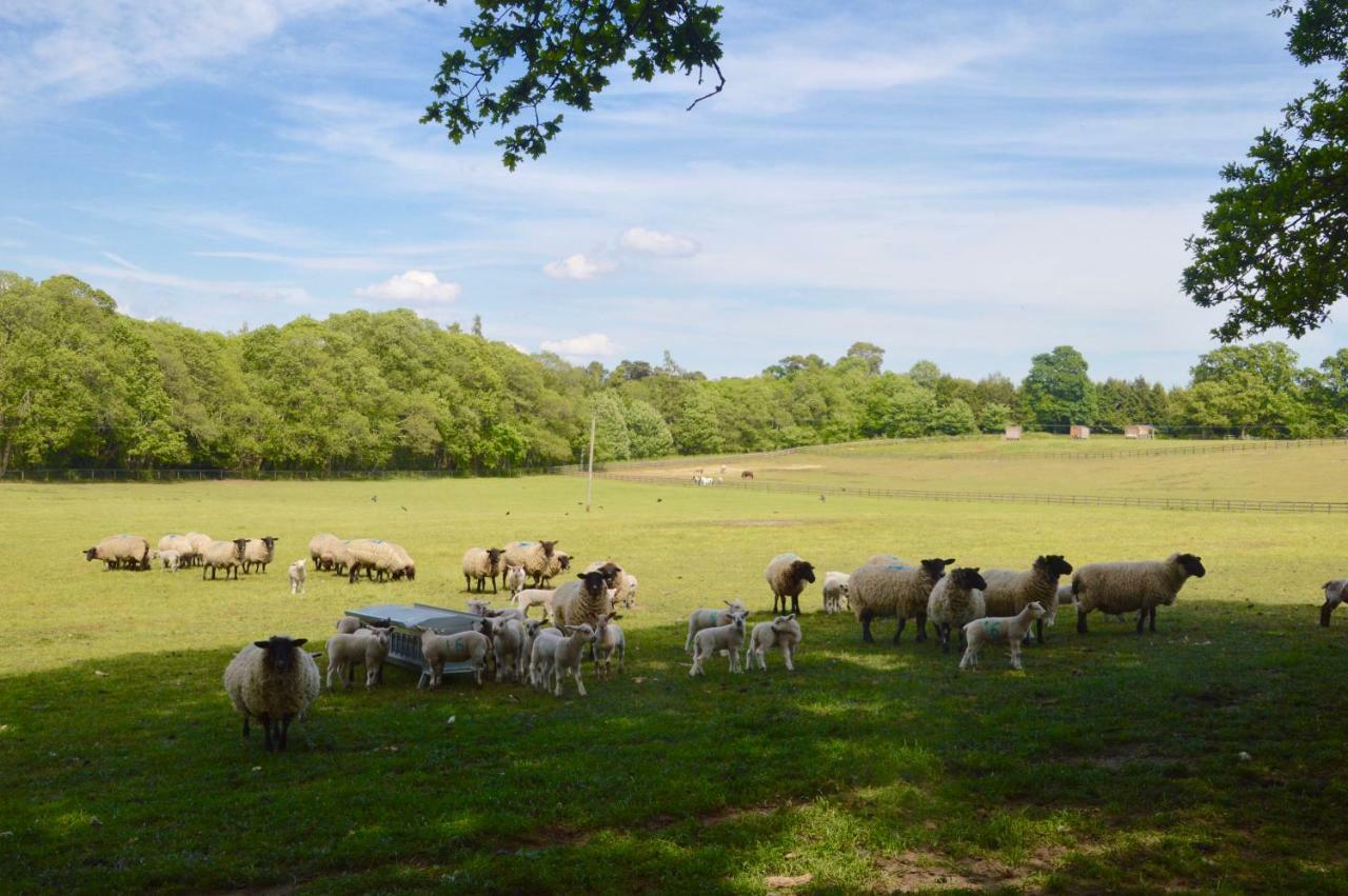 GraffhamThe Hideaway-South Downs National Parkアパートメント エクステリア 写真